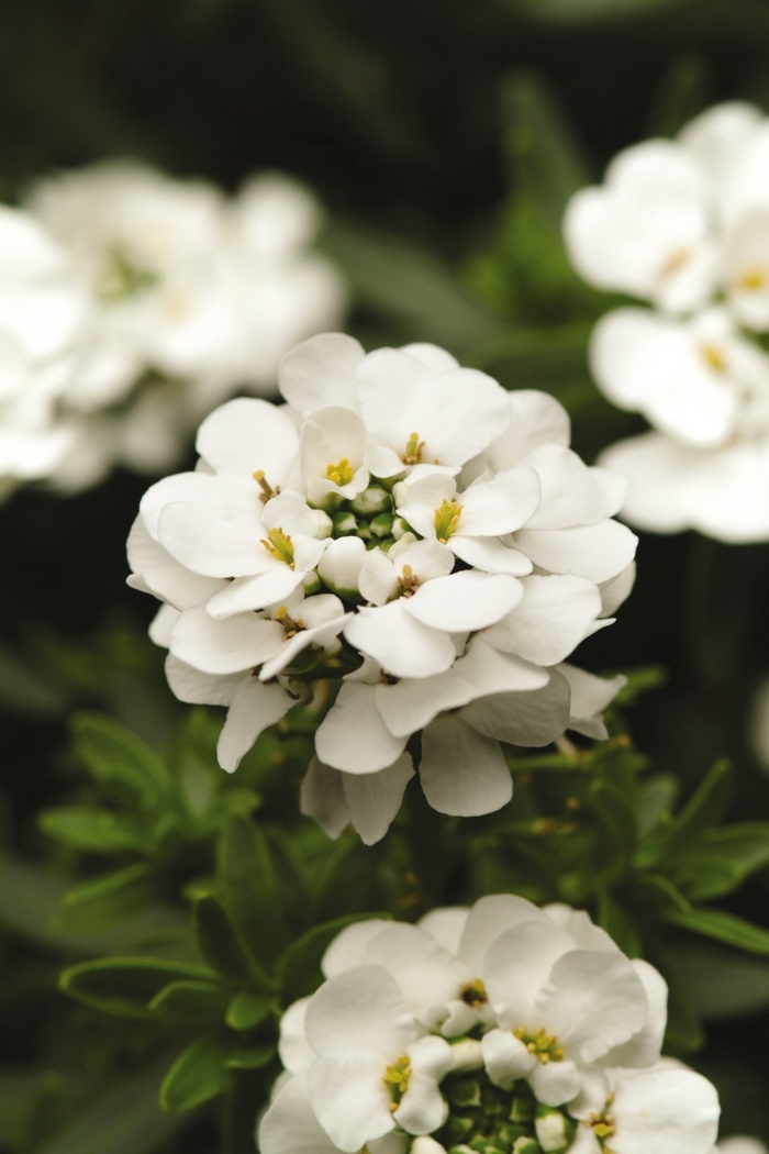 'Purity' Candytuft - Iberis sempervirens from Paradise Acres Garden Center