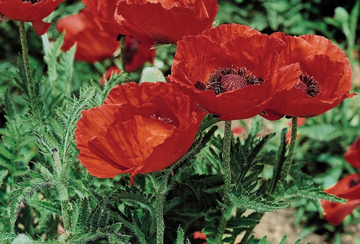 'Beauty of Livermere' Oriental Poppy - Papaver orientale from Paradise Acres Garden Center