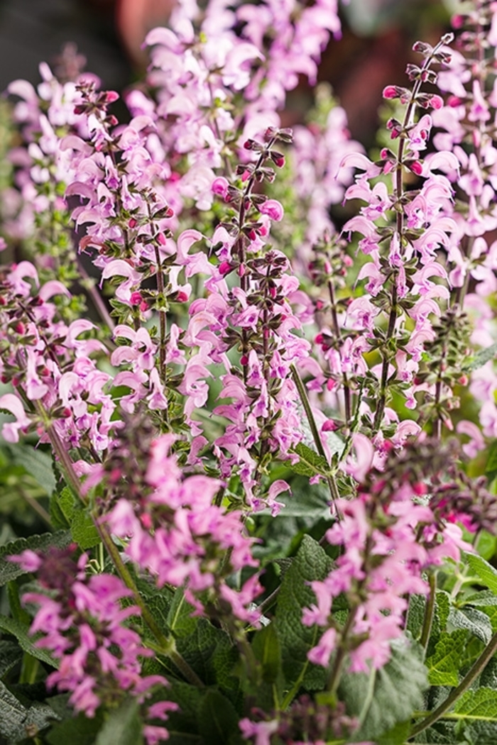 Color Spires&reg; 'Pink Dawn' - Salvia (Perennial Salvia) from Paradise Acres Garden Center