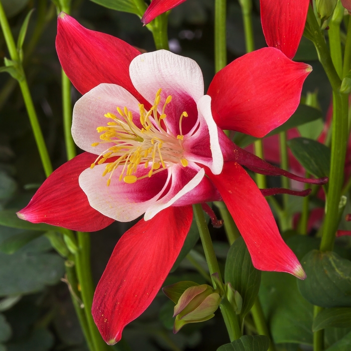 Kirigami™ 'Red & White' - Aquilegia caerulea (Columbine) from Paradise Acres Garden Center