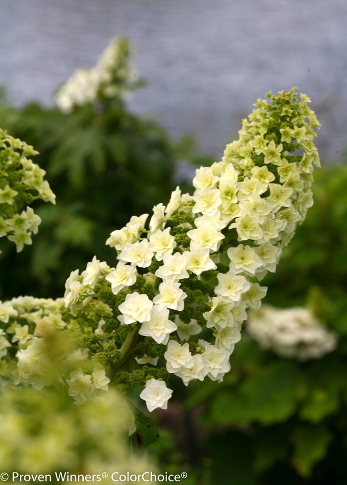 'Gatsby Star®' Oakleaf Hydrangea - Hydrangea quercifolia from Paradise Acres Garden Center