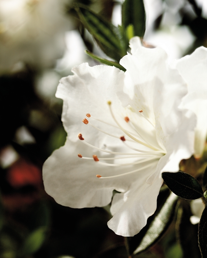 Encore® 'Autumn Angel®' - Rhododendron (Azalea) from Paradise Acres Garden Center