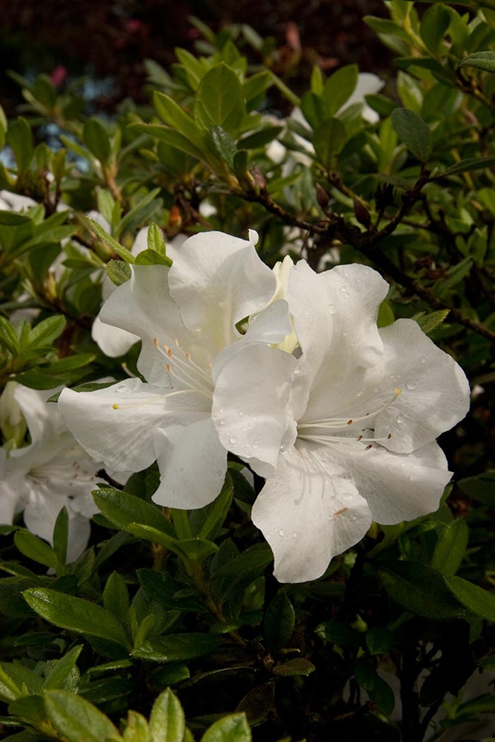 Encore&reg; 'Autumn Ivory&reg;' - Rhododendron (Azalea) from Paradise Acres Garden Center