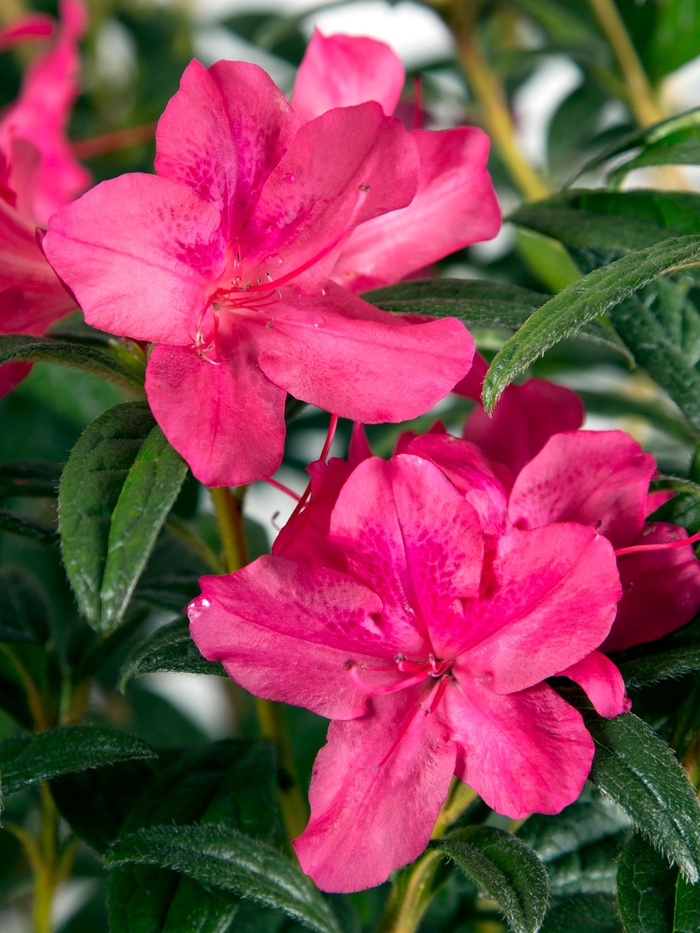 Encore® 'Autumn Jewel®' - Rhododendron (Azalea) from Paradise Acres Garden Center