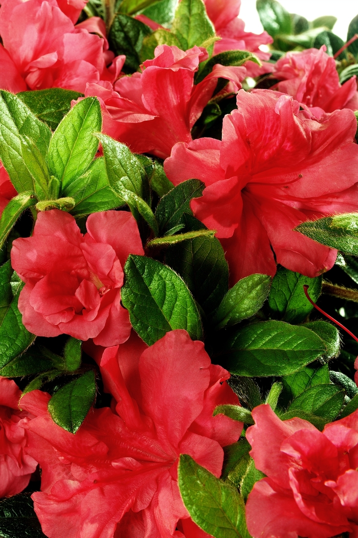 Encore&reg; 'Autumn Monarch&trade;' - Rhododendron (Azalea) from Paradise Acres Garden Center