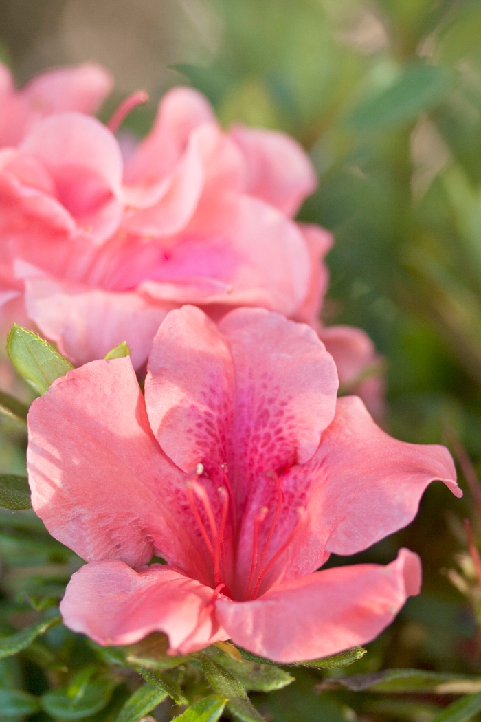 Encore&reg; 'Autumn Coral&reg;' - Rhododendron (Azalea) from Paradise Acres Garden Center