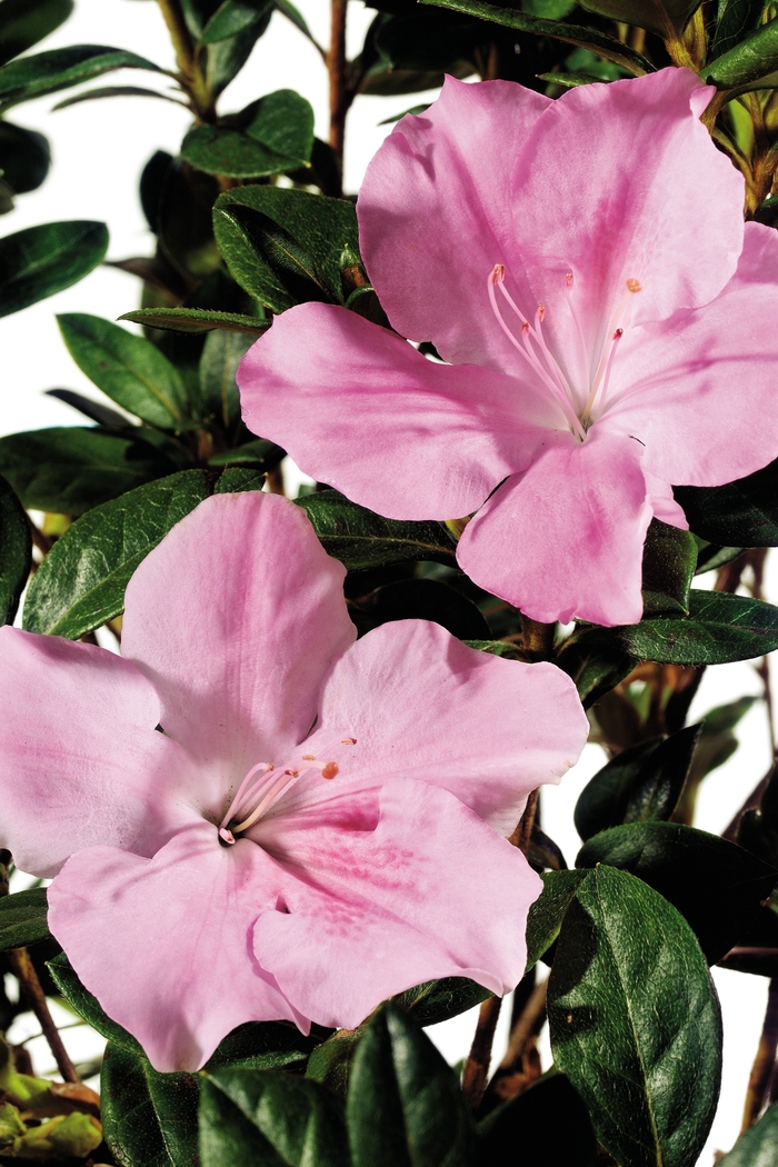 Encore&reg; 'Autumn Sweetheart&reg;' - Rhododendron (Azalea) from Paradise Acres Garden Center