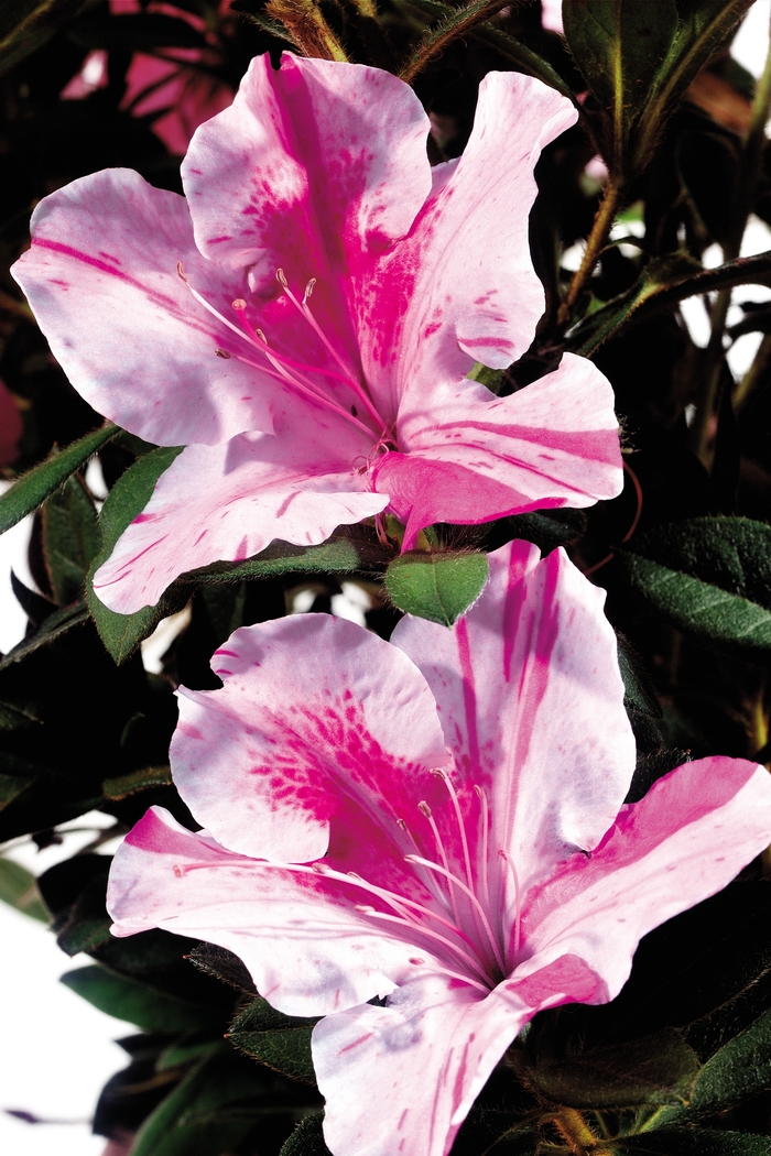 Encore® 'Autumn Twist®' - Rhododendron (Azalea) from Paradise Acres Garden Center