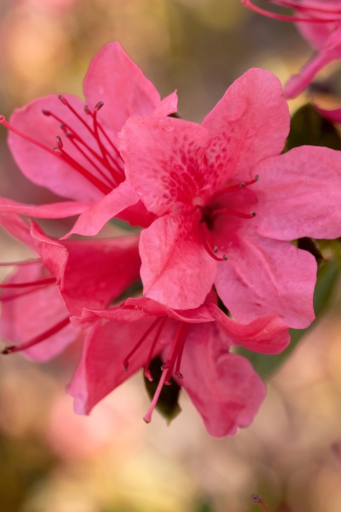 Encore&reg; 'Autumn Cheer&reg;' - Rhododendron (Azalea) from Paradise Acres Garden Center