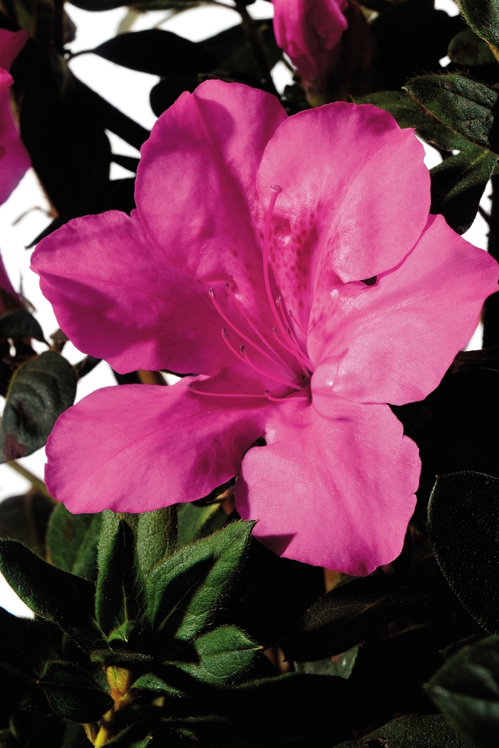 Encore® 'Autumn Sangria®' - Rhododendron (Azalea) from Paradise Acres Garden Center