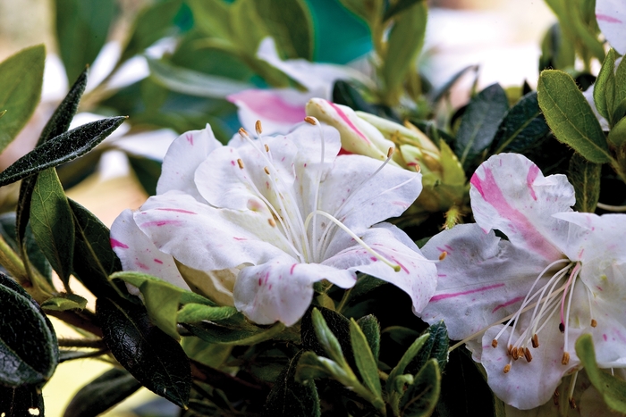 Encore&reg; 'Autumn Starlite&reg;' - Rhododendron (Azalea) from Paradise Acres Garden Center