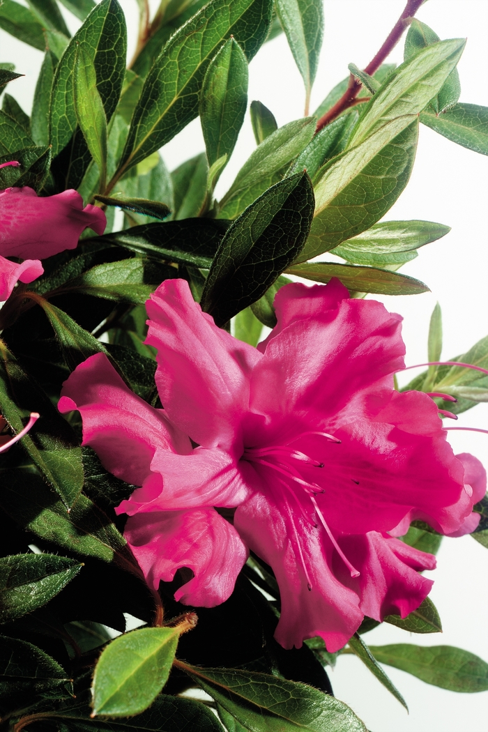 Encore&reg; 'Autumn Sundance&trade;' - Rhododendron (Azalea) from Paradise Acres Garden Center