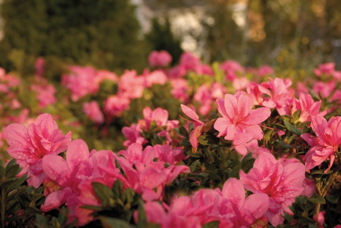 Encore® 'Autumn Empress™' - Rhododendron (Azalea) COPY from Paradise Acres Garden Center