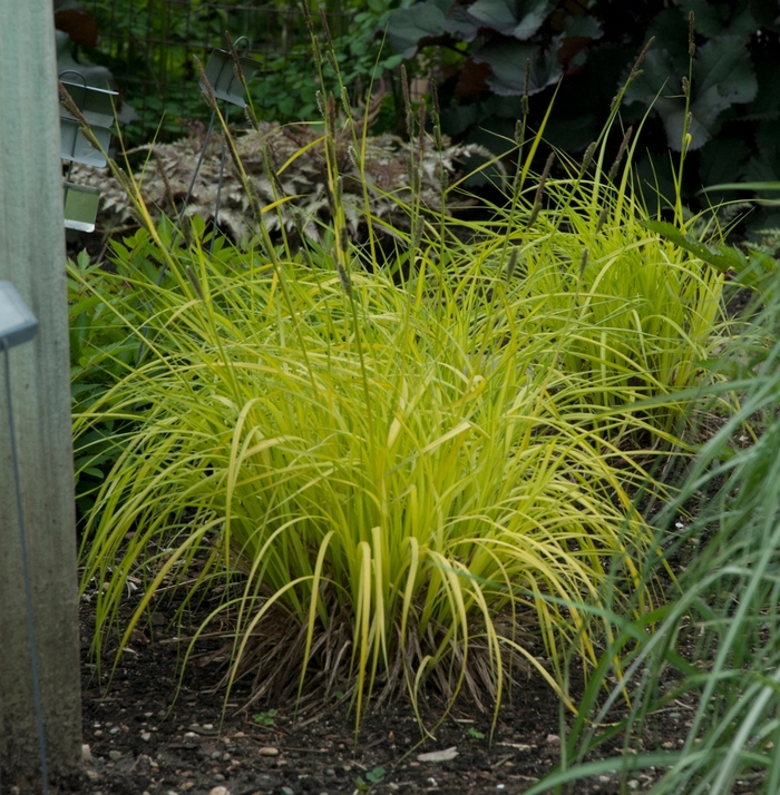 'Bowles Golden' Gold Sedge - Carex elata from Paradise Acres Garden Center