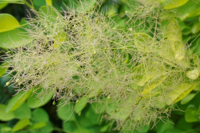 'Winecraft Gold&reg;' Smokebush - Cotinus coggygria from Paradise Acres Garden Center