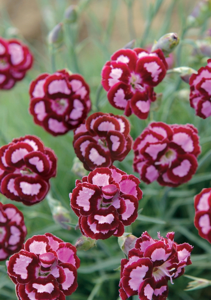 Fruit Punch&reg; 'Apple Slice' - Dianthus (Pinks) from Paradise Acres Garden Center