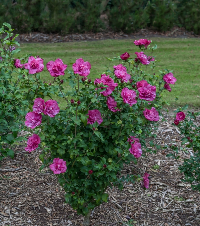 'Magenta Chiffon&reg;' Rose of Sharon - Hibiscus syriacus from Paradise Acres Garden Center