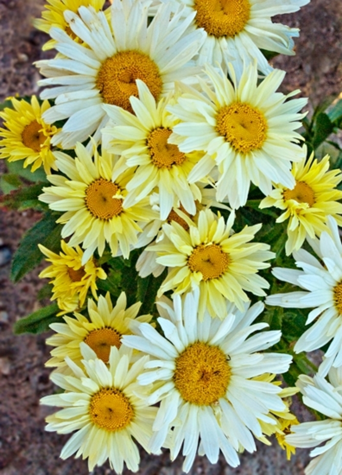 Amazing Daisies&reg; 'Banana Cream' - Leucanthemum x superbum (Shasta Daisy) from Paradise Acres Garden Center