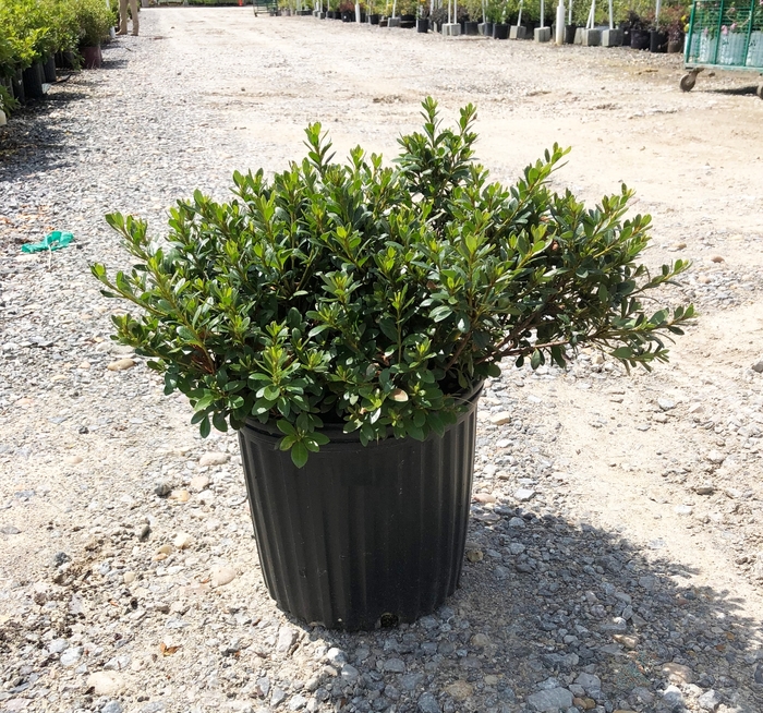 'Gumpo Pink' Azalea - Rhododendron Satsuki hybrid from Paradise Acres Garden Center