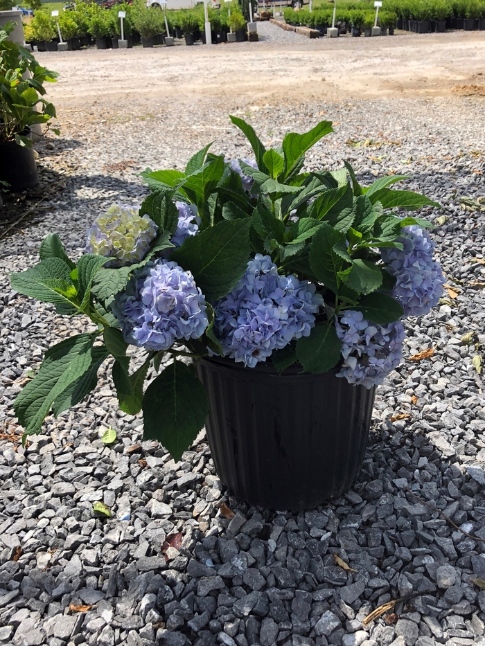 'Nikko Blue' Bigleaf Hydrangea - Hydrangea macrophylla from Paradise Acres Garden Center