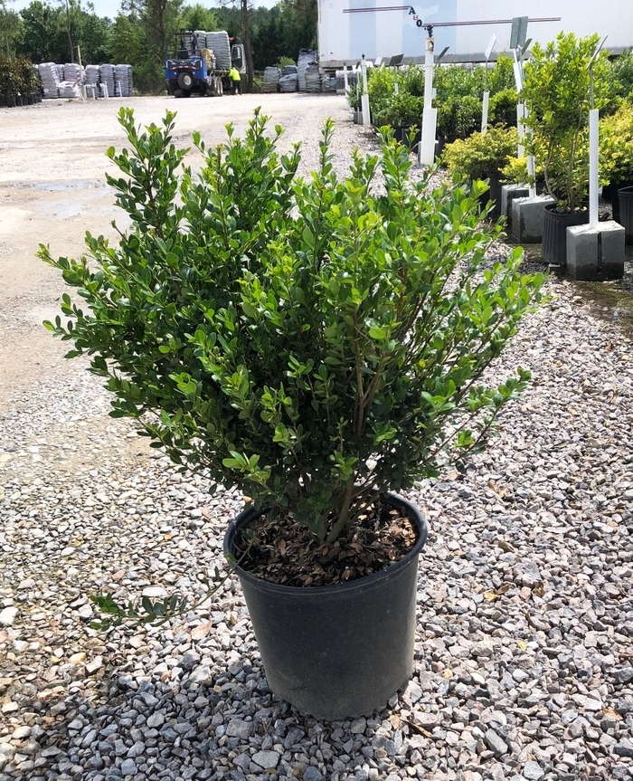 'Compacta' Compact Japanese Holly - Ilex crenata from Paradise Acres Garden Center
