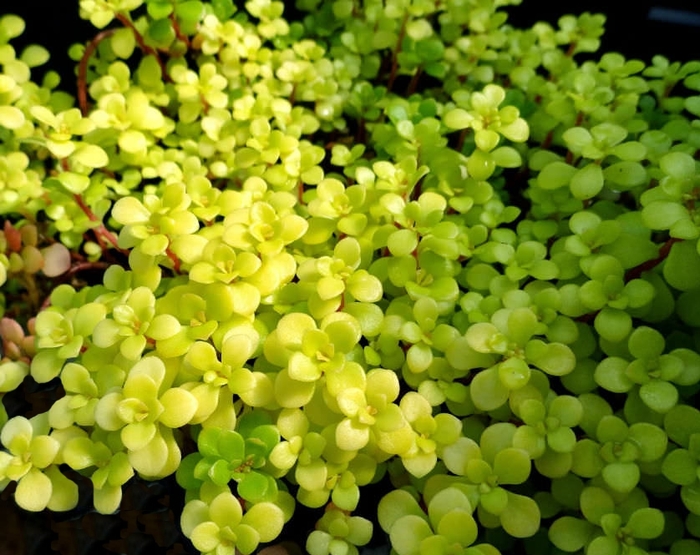 'Ogon' Golden Japanese Stonecrop - Sedum makinoi from Paradise Acres Garden Center