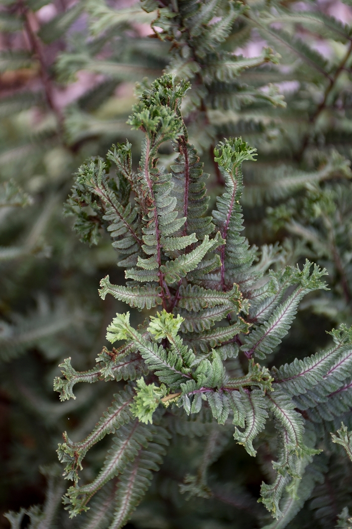 'Crested Surf' Japanese Painted Fern - Athyrium niponicum from Paradise Acres Garden Center