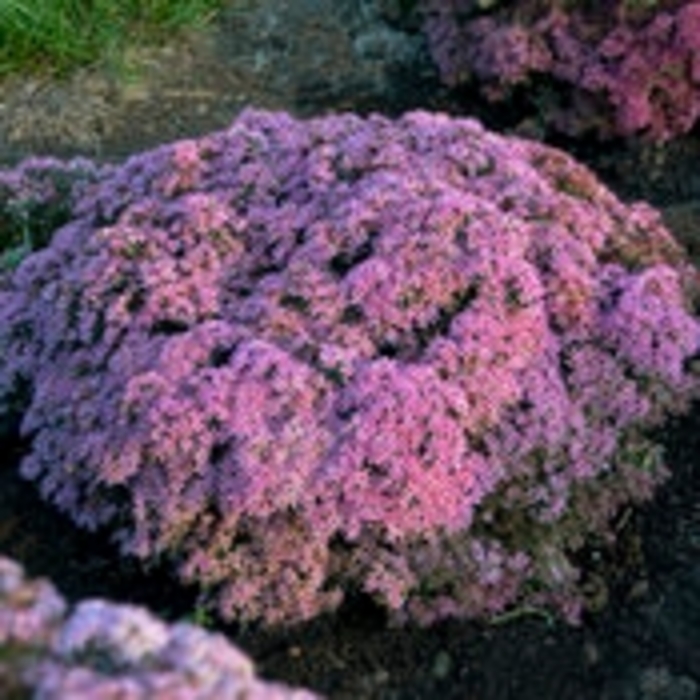 Rock 'N Round&reg; 'Pride and Joy' - Sedum (Stonecrop) from Paradise Acres Garden Center