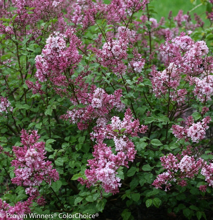 Scent and Sensibility™ 'Pink' - Syringa (Lilac) from Paradise Acres Garden Center