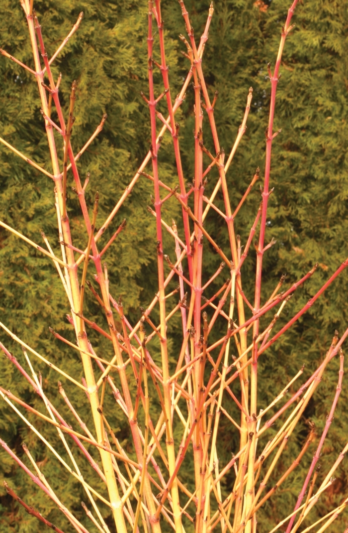 'Arctic Sun&reg;' Dogwood - Cornus sanguinea from Paradise Acres Garden Center