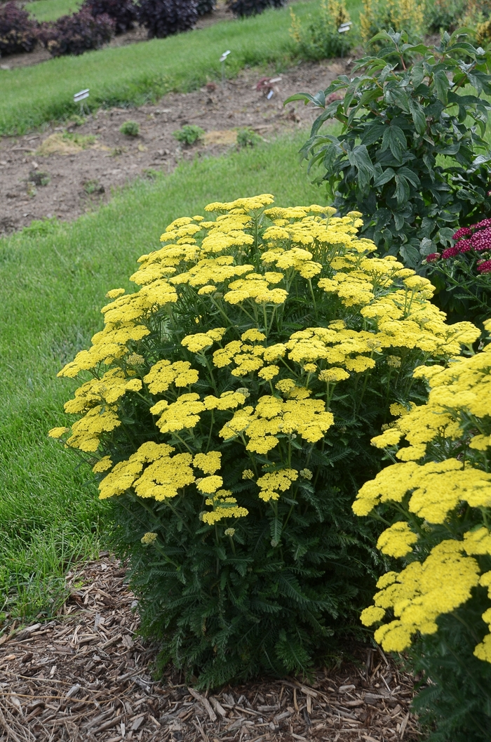 'Firefly Sunshine' Yarrow - Achillea from Paradise Acres Garden Center