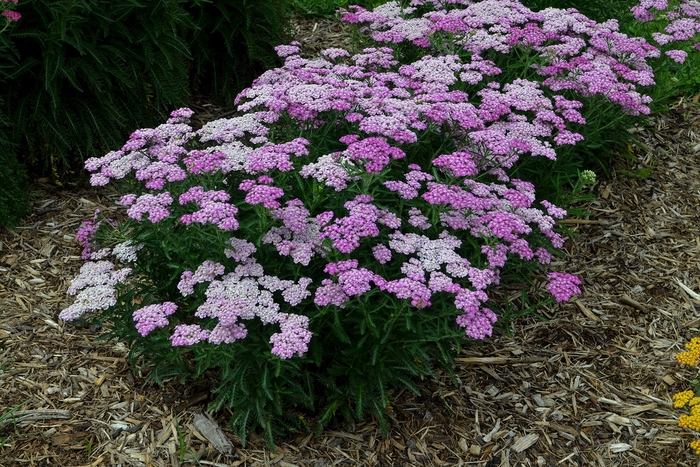 'Firefly Amethyst' Yarrow - Achillea from Paradise Acres Garden Center