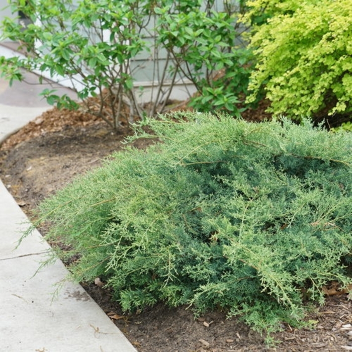 'Montana Moss&reg;' Juniper - Juniperus chinensis from Paradise Acres Garden Center