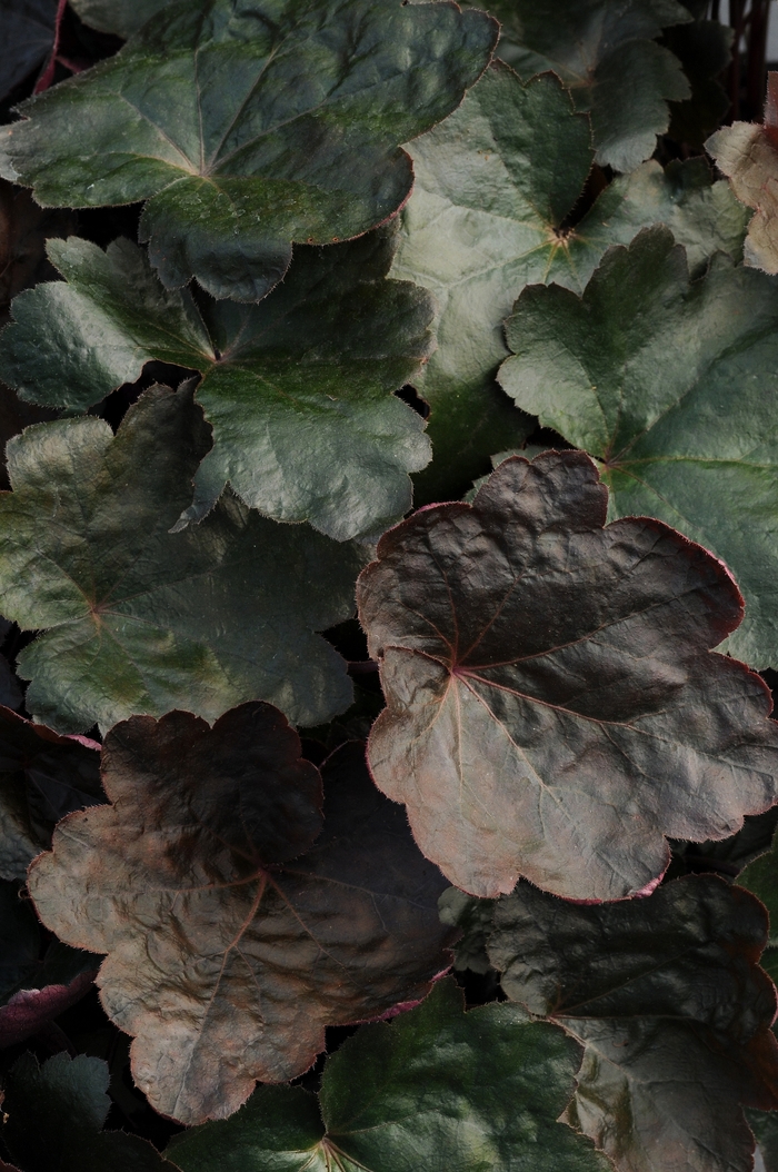 'Carnival Black Olive' Coral Bell - Heuchera from Paradise Acres Garden Center