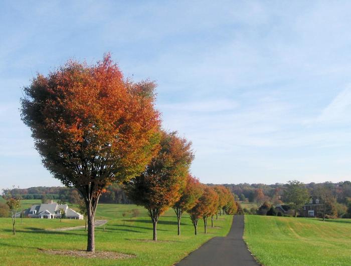 'Village Green' Japanese Zelkova - Zelkova serrata from Paradise Acres Garden Center