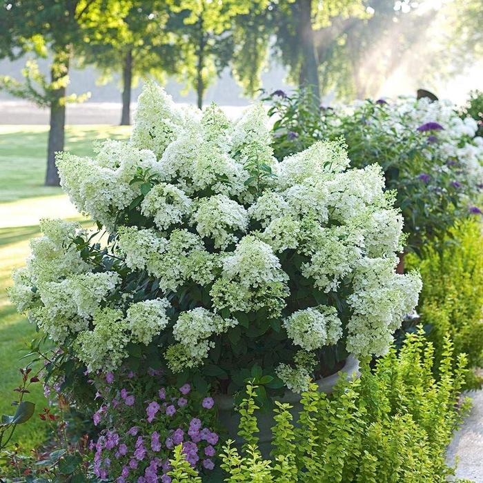 'Bobo®' Panicle Hydrangea - Hydrangea paniculata from Paradise Acres Garden Center