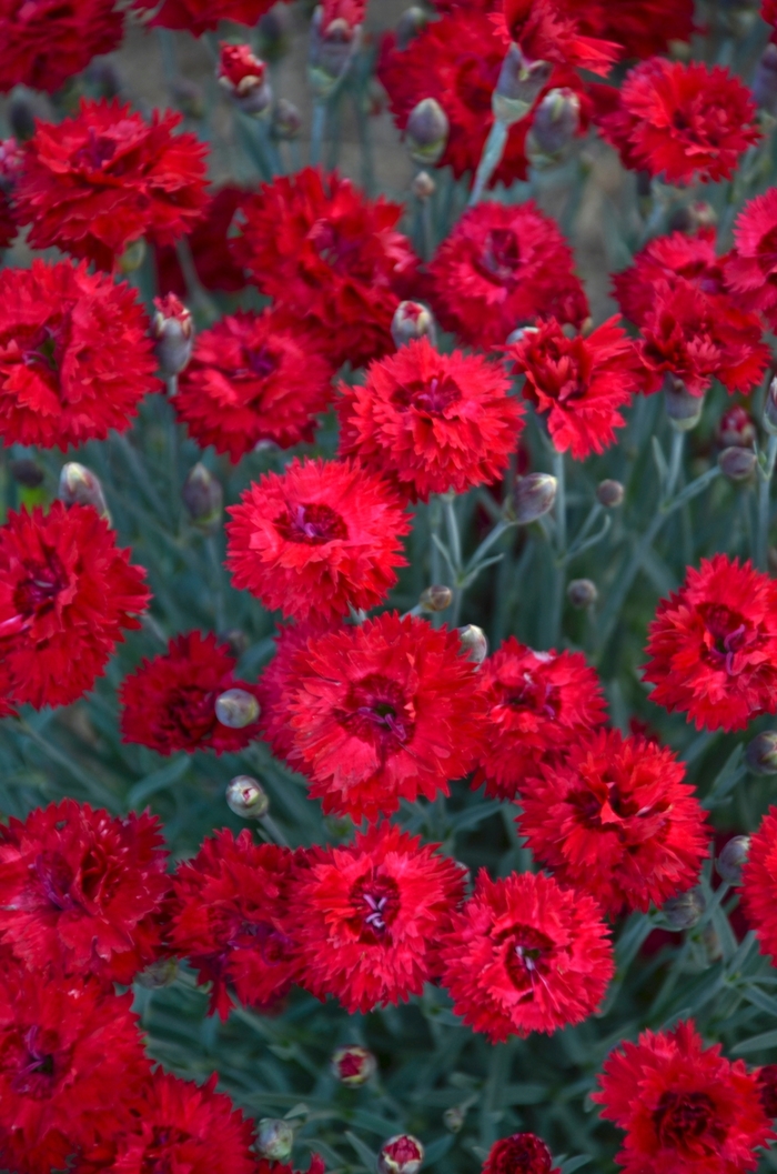 Fruit Punch&reg; 'Maraschino' - Dianthus from Paradise Acres Garden Center