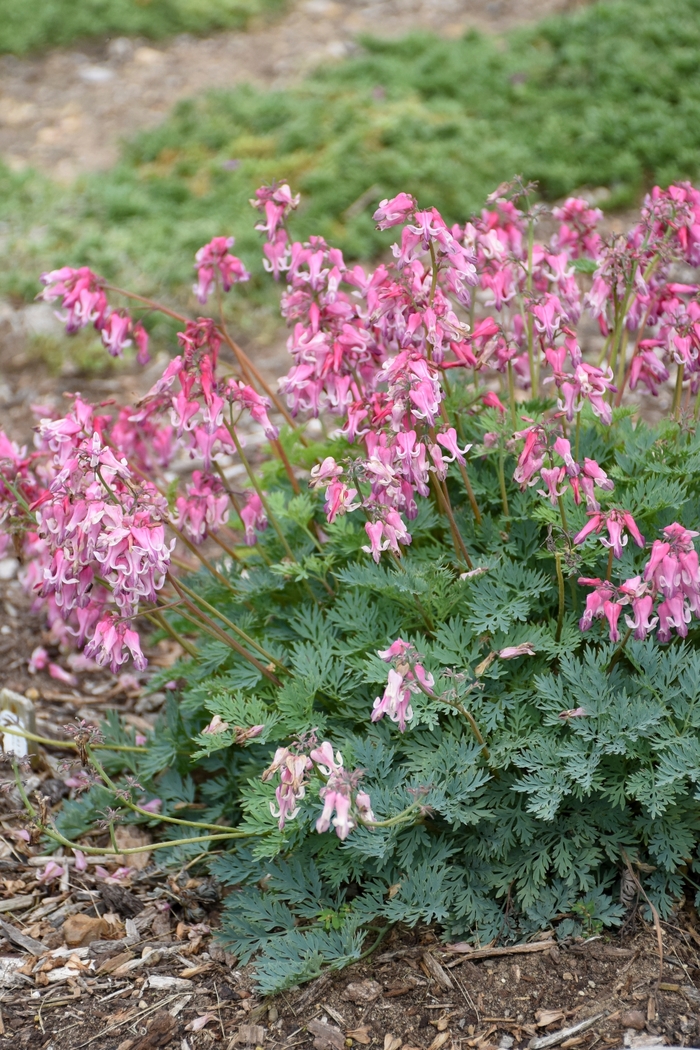 'Pink Diamonds' Fern-Leaf Bleeding Heart - Dicentra from Paradise Acres Garden Center