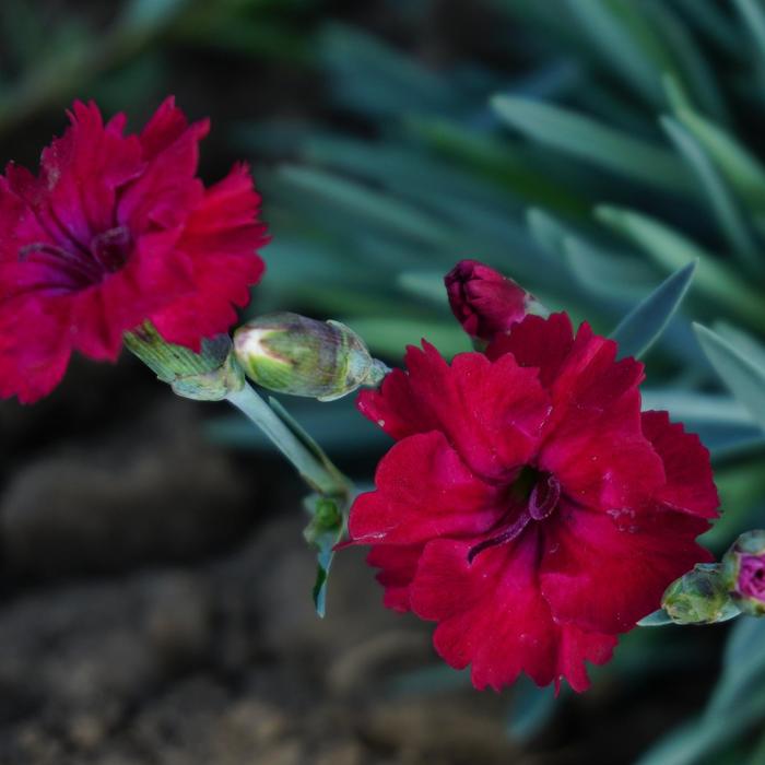 Mountain Frost&trade; 'Red Garnet' - Dianthus from Paradise Acres Garden Center