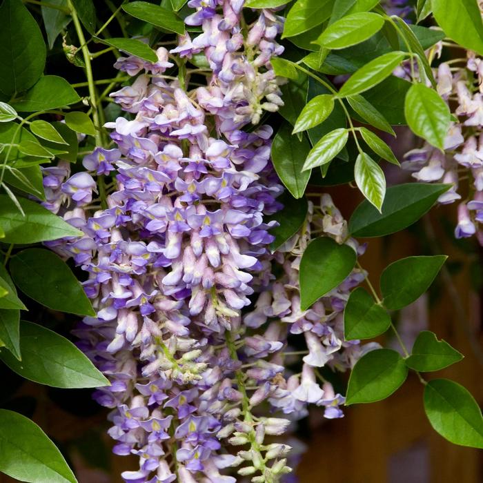 Summer Cascade™ - Wisteria macrostachya from Paradise Acres Garden Center