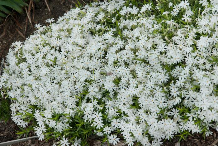 'Snowflake' Creeping Phlox - Phlox subulata from Paradise Acres Garden Center