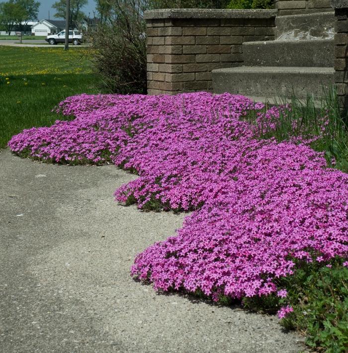 'Red Wing' Moss Phlox - Phlox subulata from Paradise Acres Garden Center