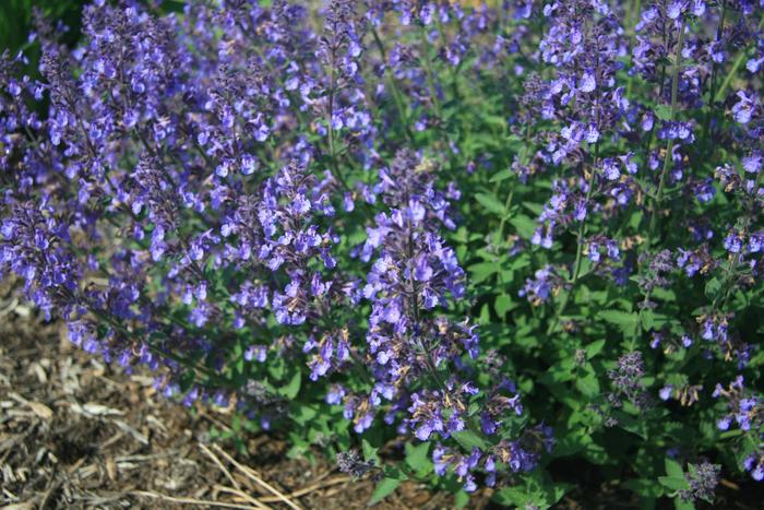 'Junior Walker™' Catmint - Nepeta x faassenii from Paradise Acres Garden Center