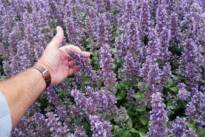 Whispurr&trade; 'Blue' - Nepeta x faassenii from Paradise Acres Garden Center