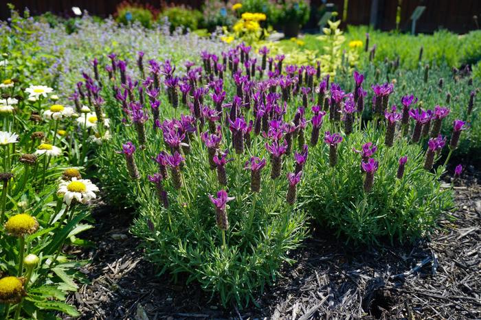 'Primavera' Spanish Lavender - Lavandula stoechas from Paradise Acres Garden Center