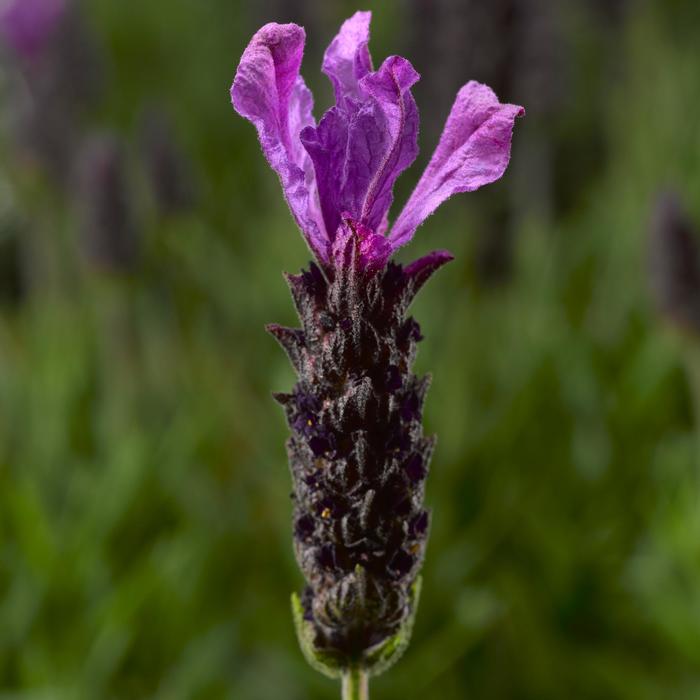 Javelin Forte&trade; Deep Purple - Lavandula stoechas (Spanish Lavender) from Paradise Acres Garden Center