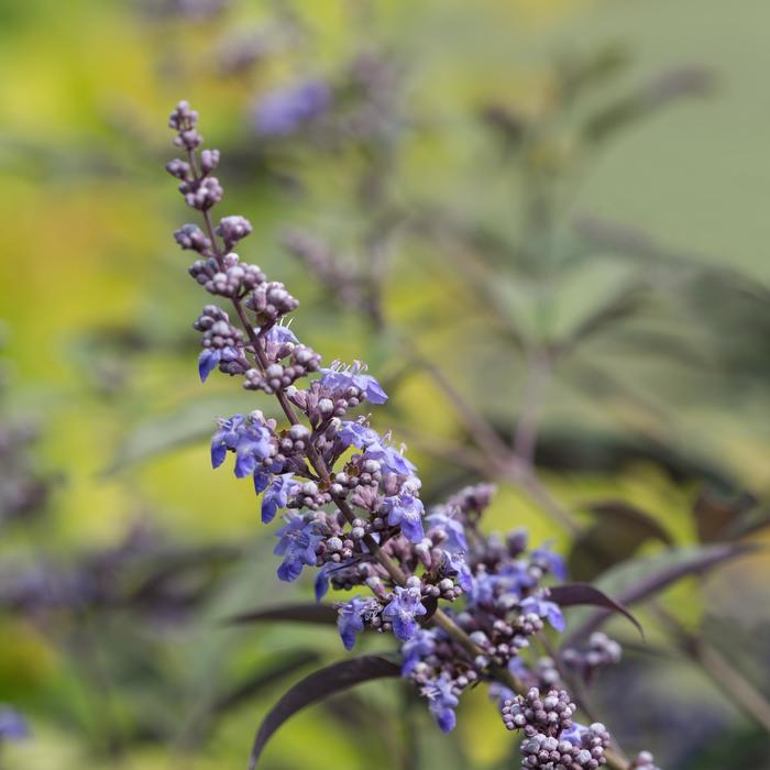 'Flip Side&reg;' Chaste Tree - Vitex from Paradise Acres Garden Center