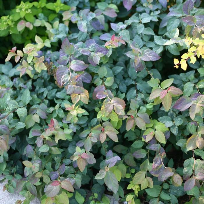 Double Play® 'Blue Kazoo®' - Spiraea media (Spirea) from Paradise Acres Garden Center