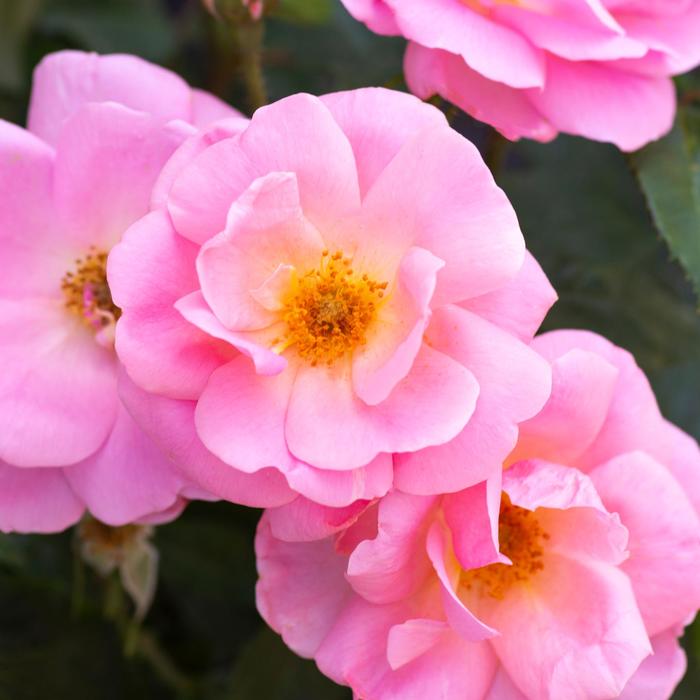 Knock Out&reg; 'Peachy' - Rosa (Rose) from Paradise Acres Garden Center