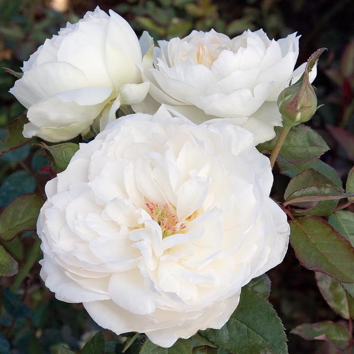 'Bolero&trade;' - Rosa (Garden Rose) from Paradise Acres Garden Center